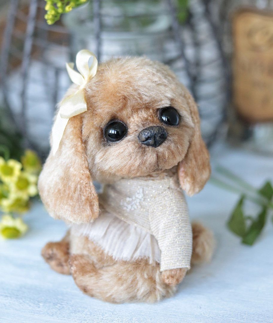 Чихуахуа бобо