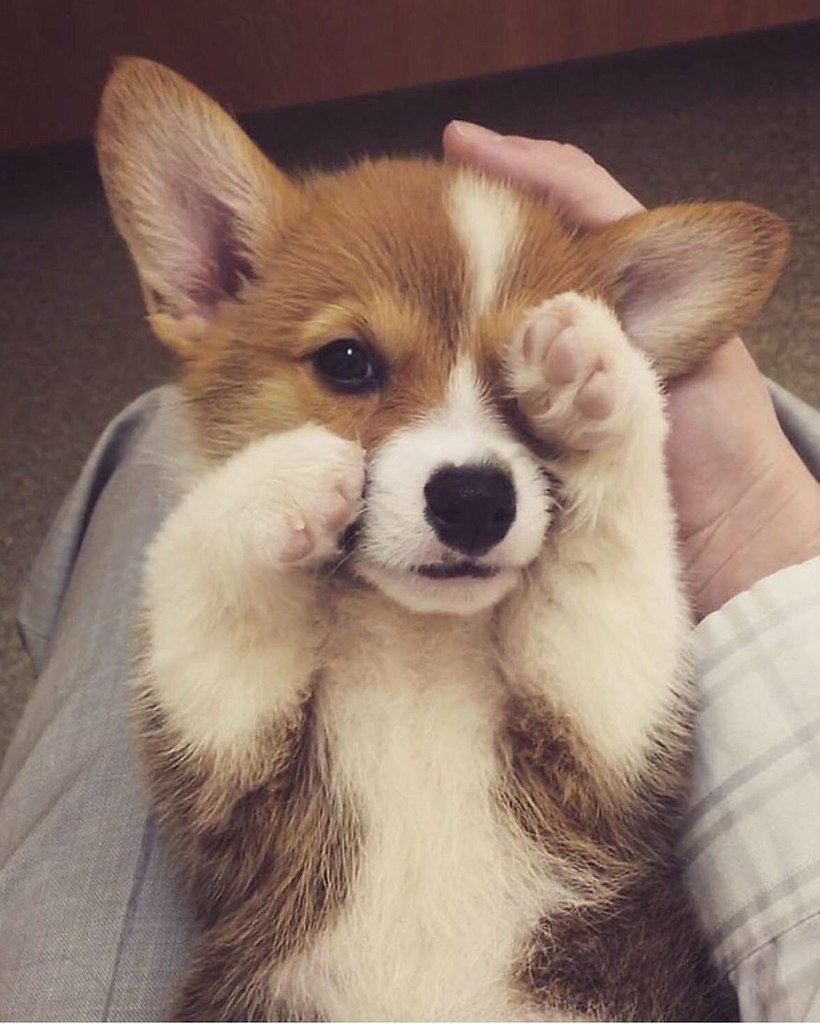 Чихуахуа Милли