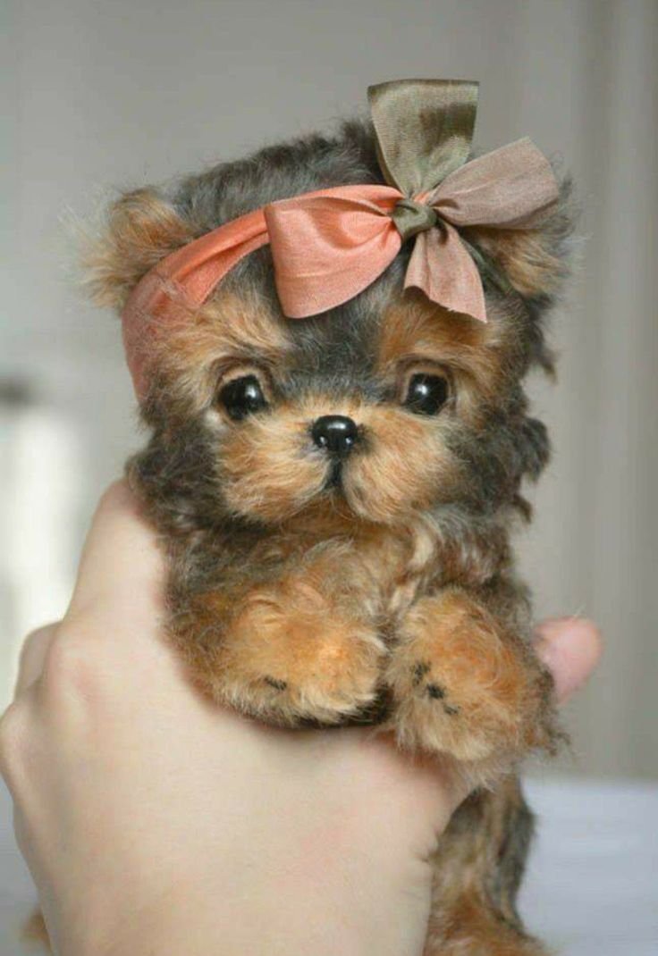 Померанский шпиц jiffpom