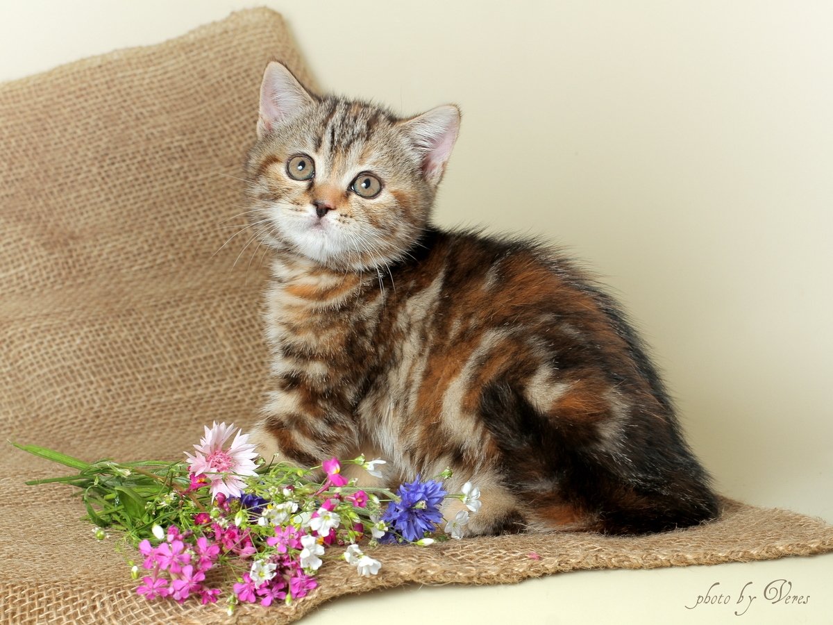 Скоттиш страйт черепаховый