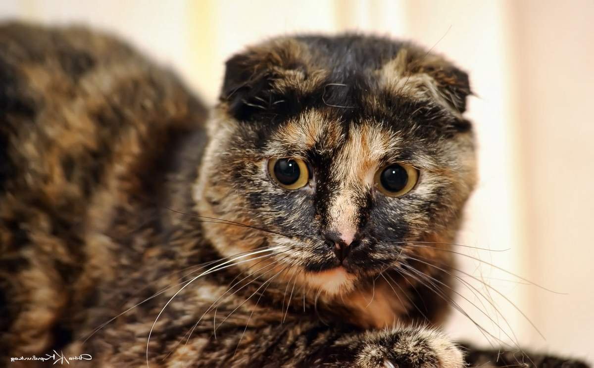 Скоттиш фолд черепаховый