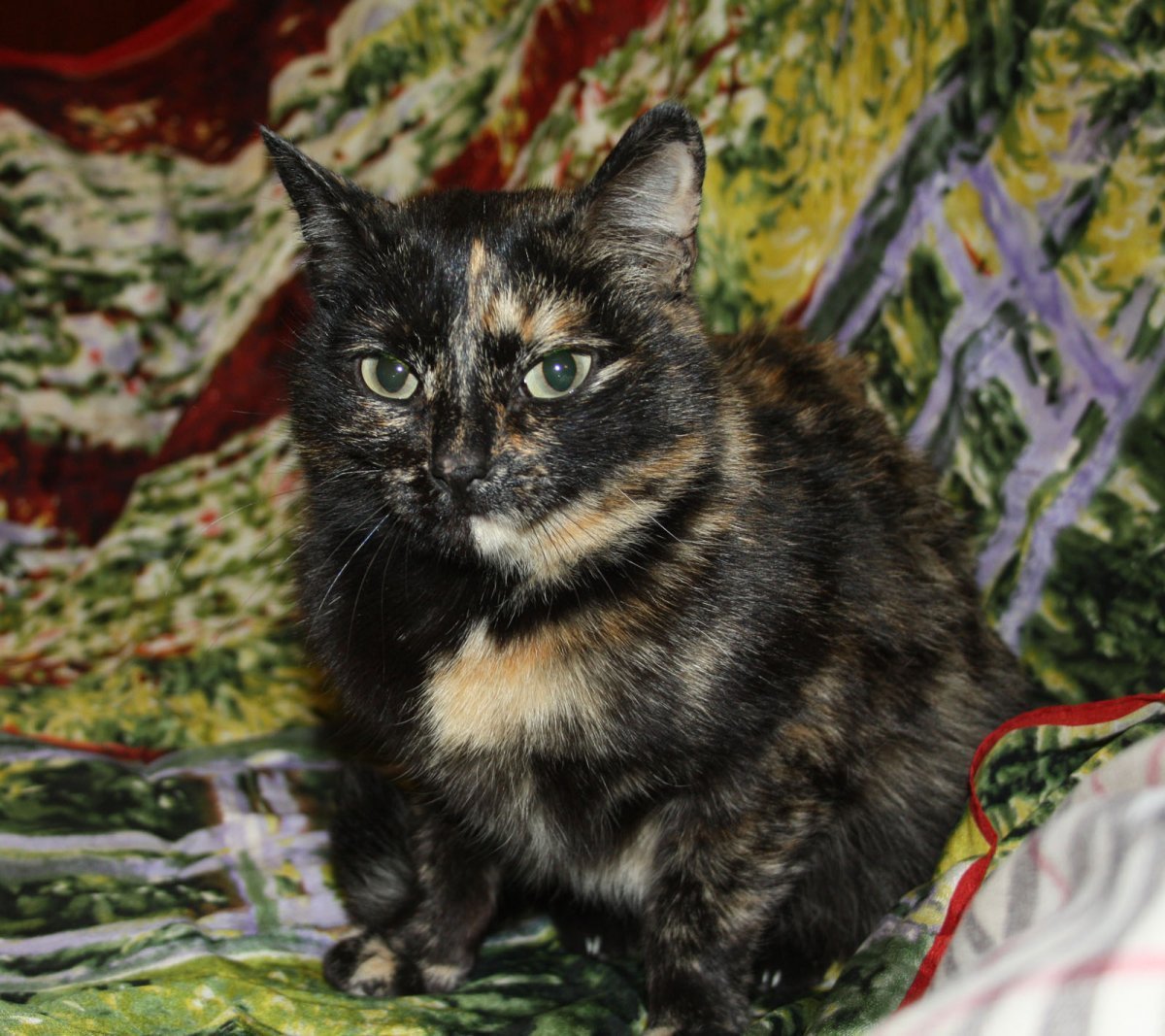 Британский кот черепахового окраса