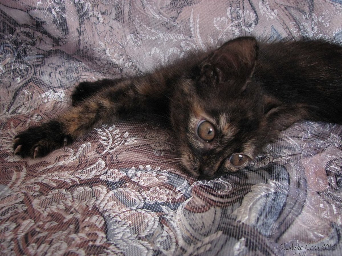 Черепаховая кошка окрас котят