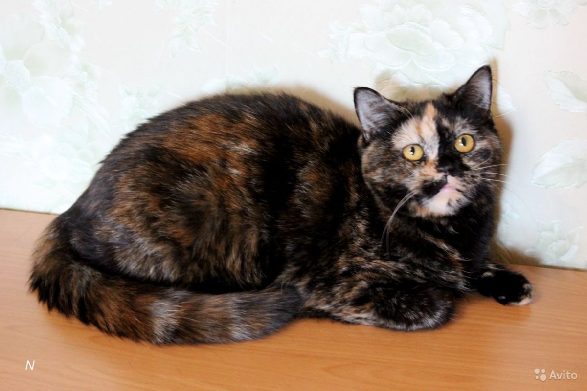 Купить черепаховую кошку Шотландская