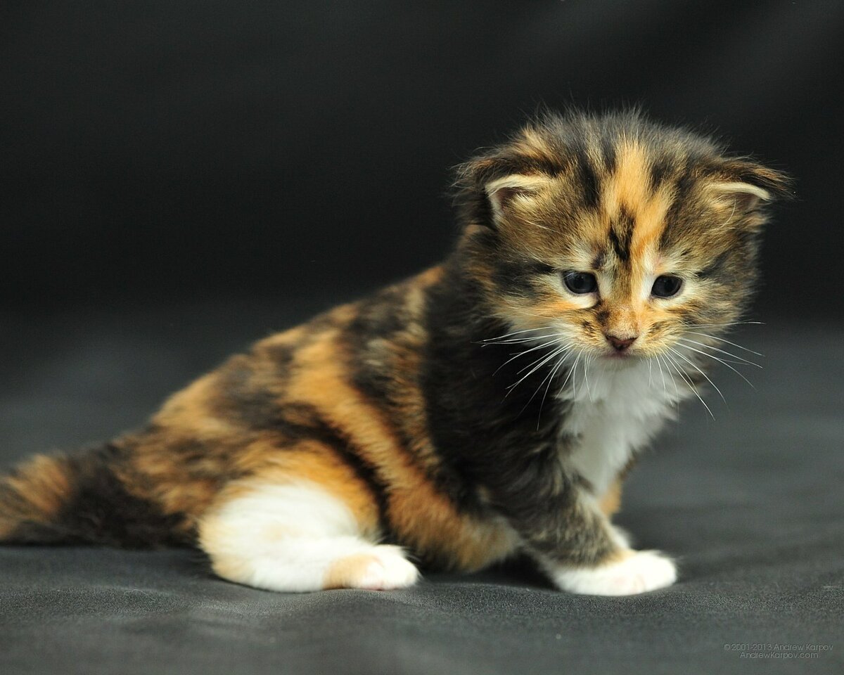 Вислоухие котята трехцветные