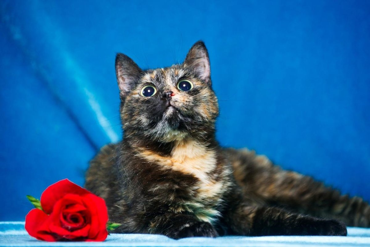 Шотландская черепаховая кошка