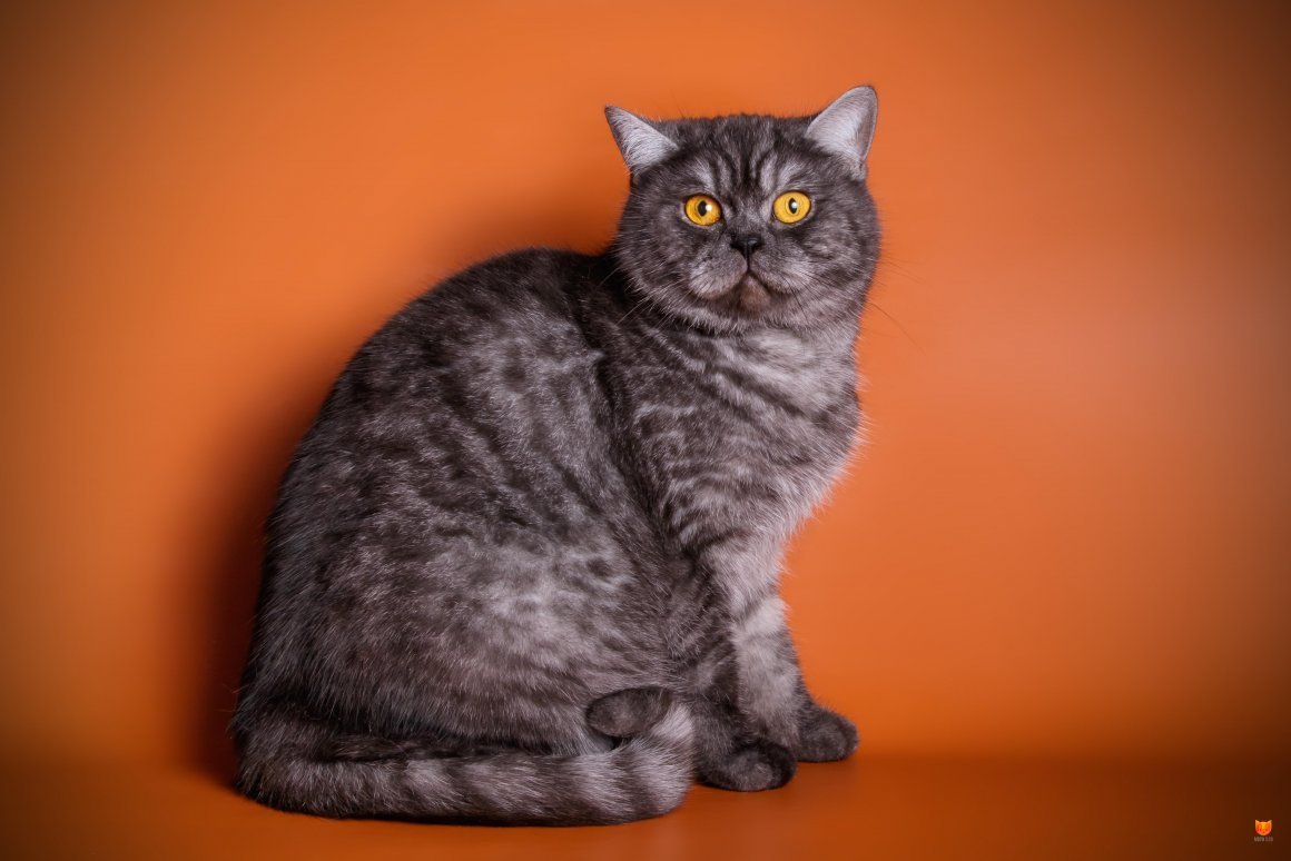 Британская кошка дымчатого окраса