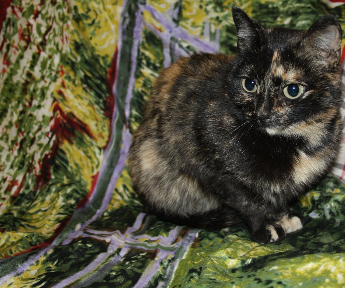 Котенок черепахового окраса