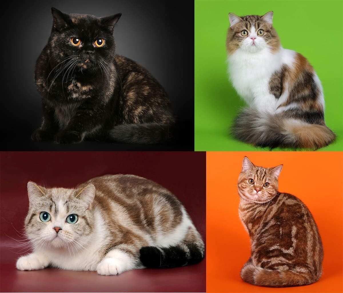 Шотландская кошка черепаховый окрас