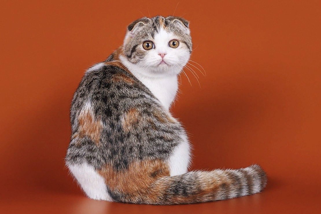 Шотландская вислоухая биколор