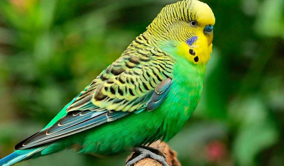Попугаи волнистые попугайчики