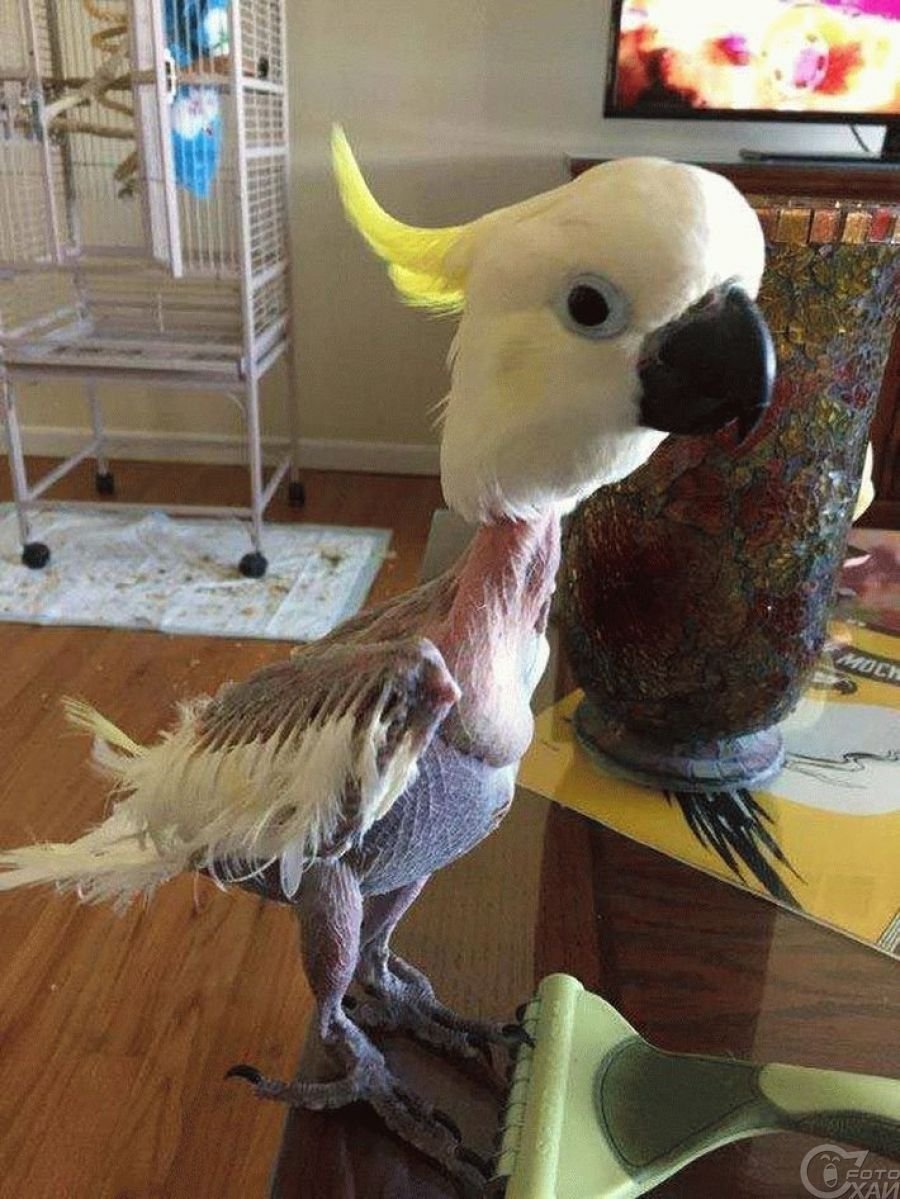 Солевая Сова