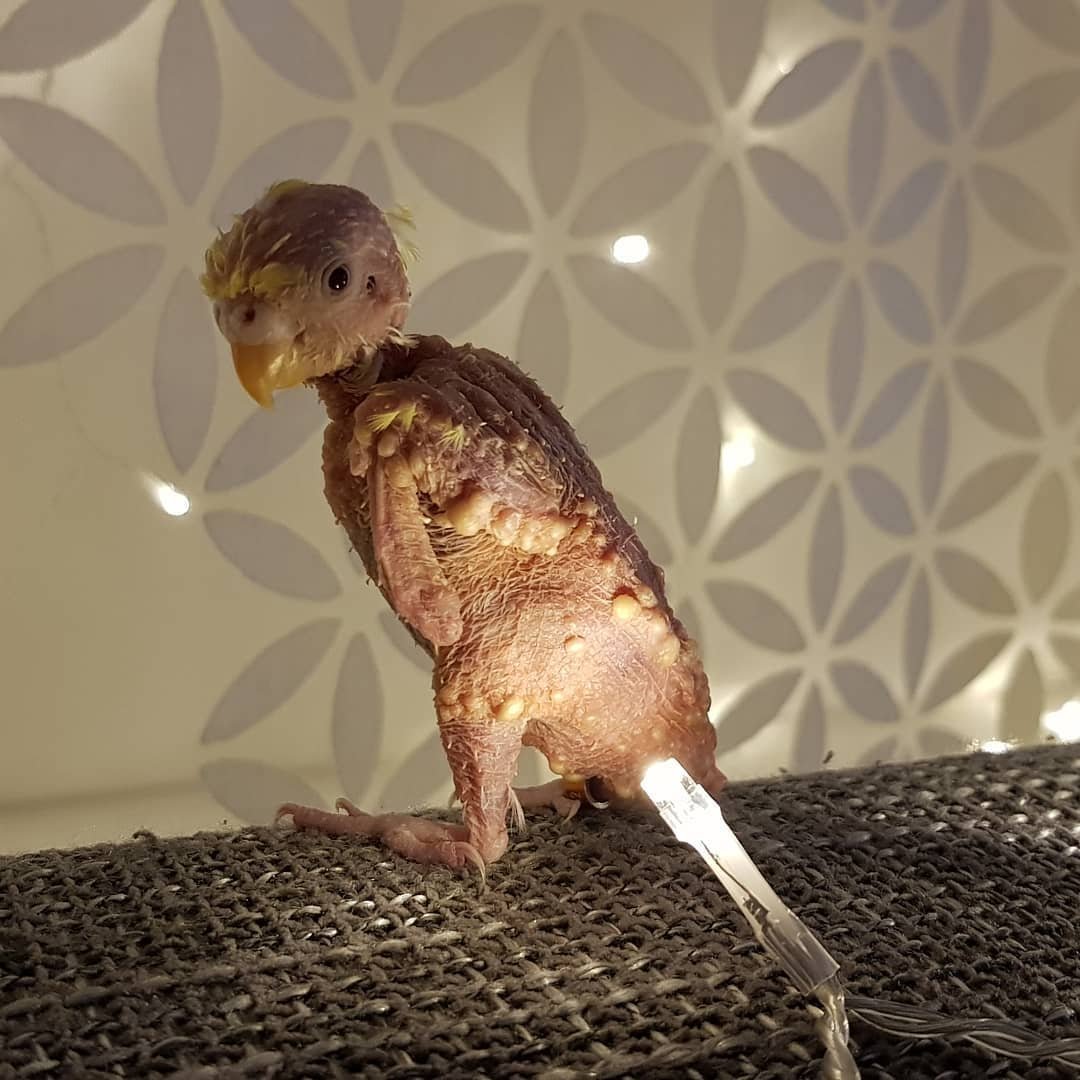 Сова карликовый Сыч