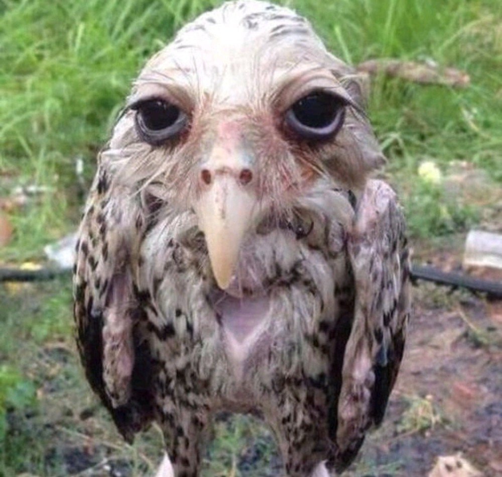 Лысый белый медведь без шерсти