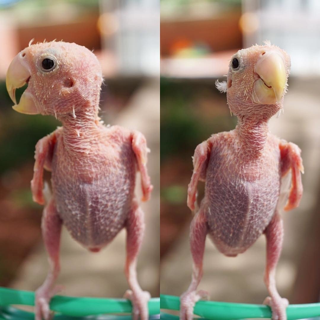 Сова сипуха без перьев