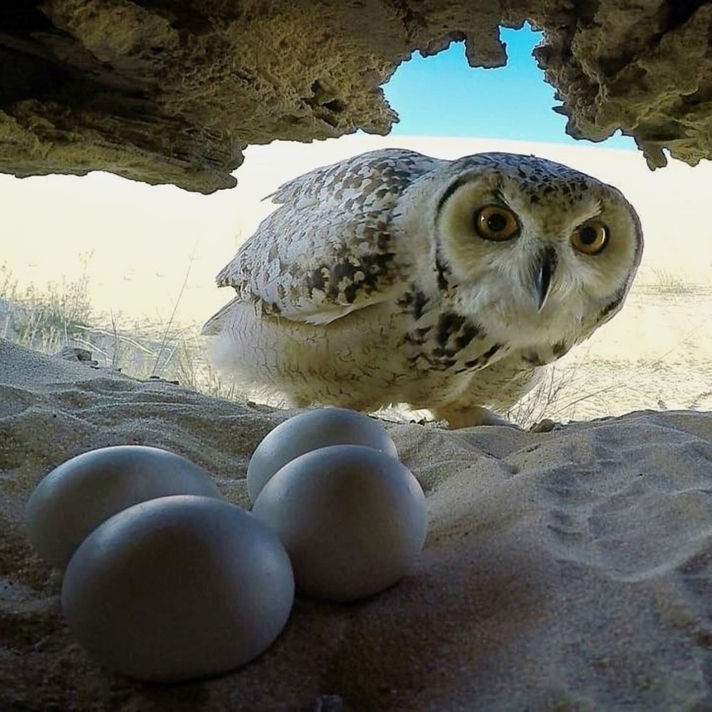 Лысый Совенок