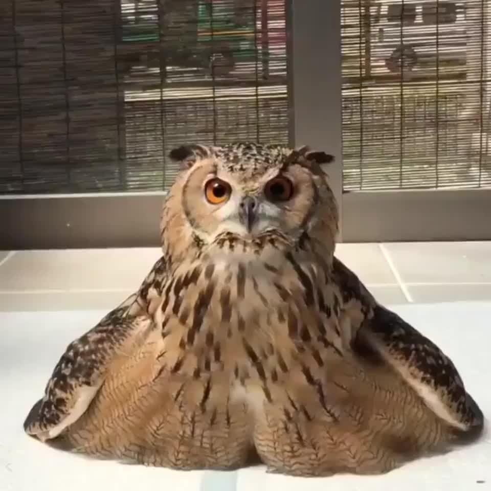 Лысый попугай волнистик