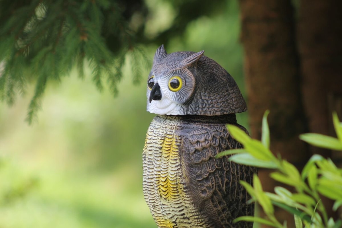 Фото лысого Филина