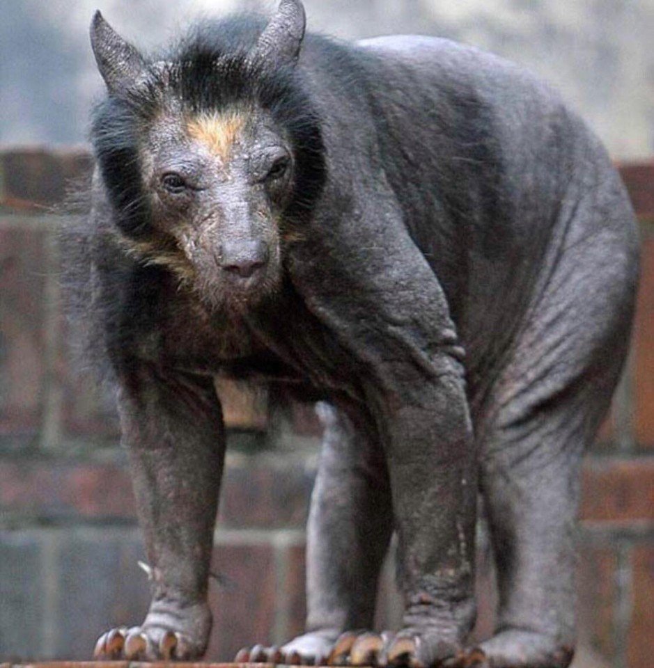 Сова с рогами