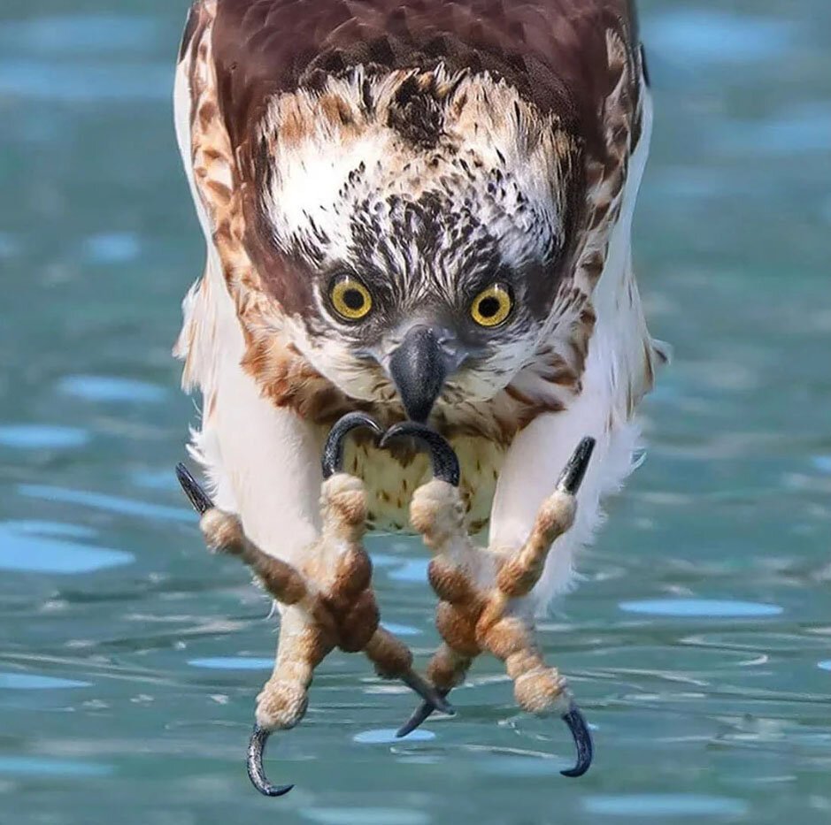 Гибрид собаки и птицы