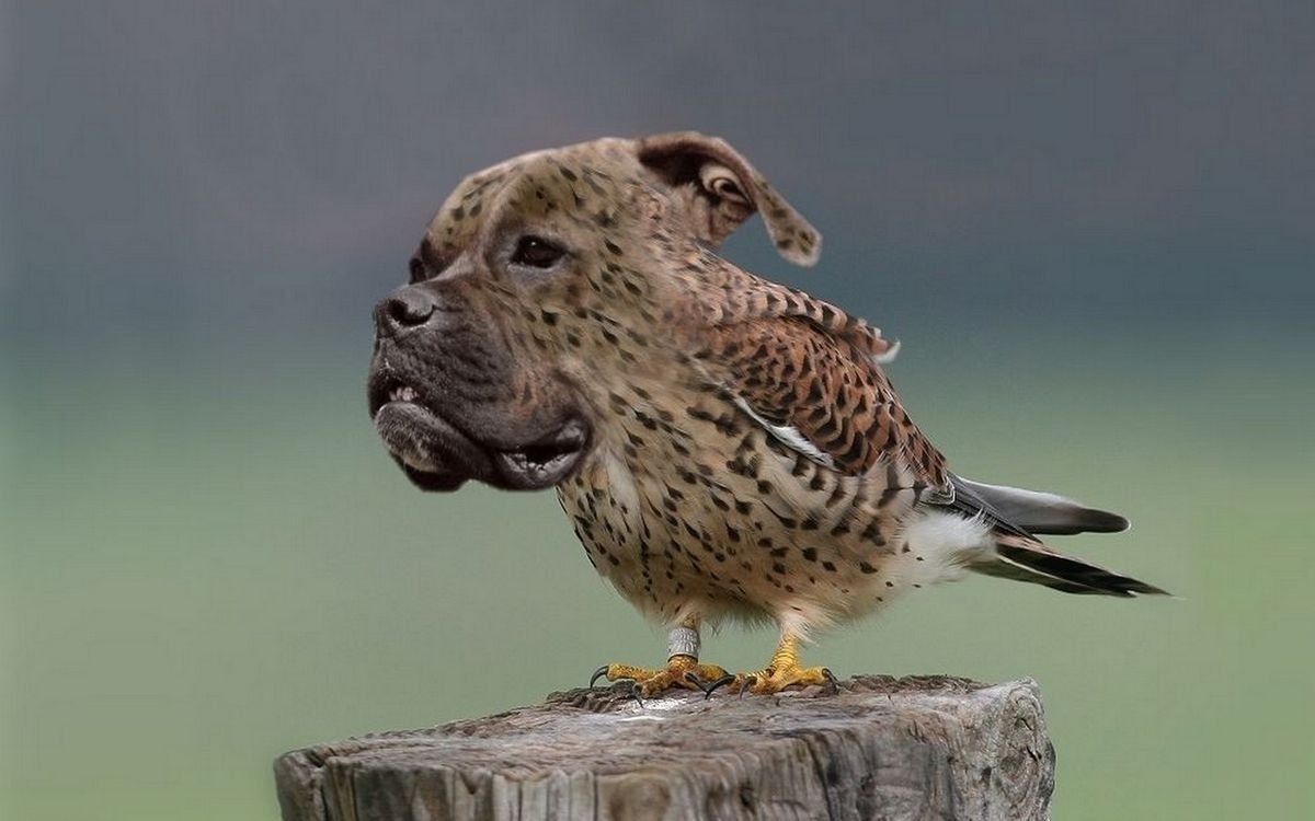 Непальский Филин