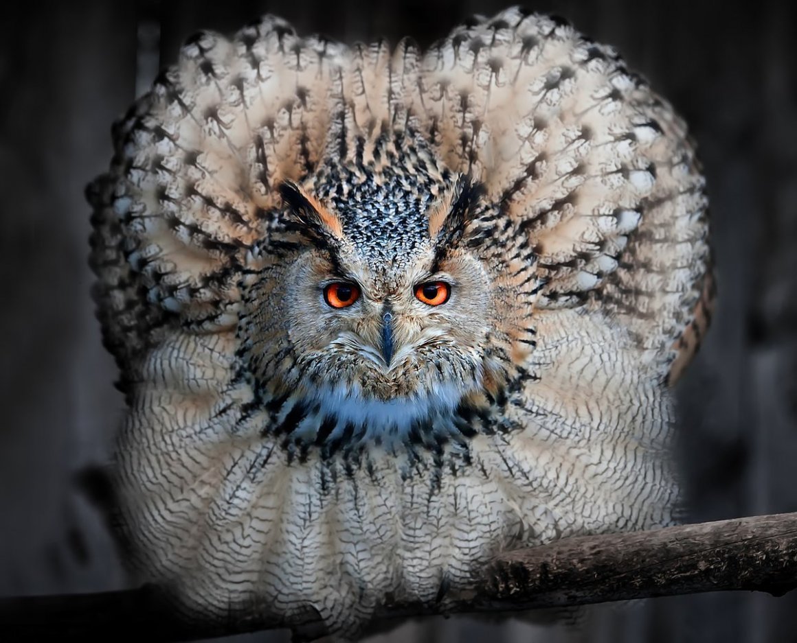 Птица без перьев