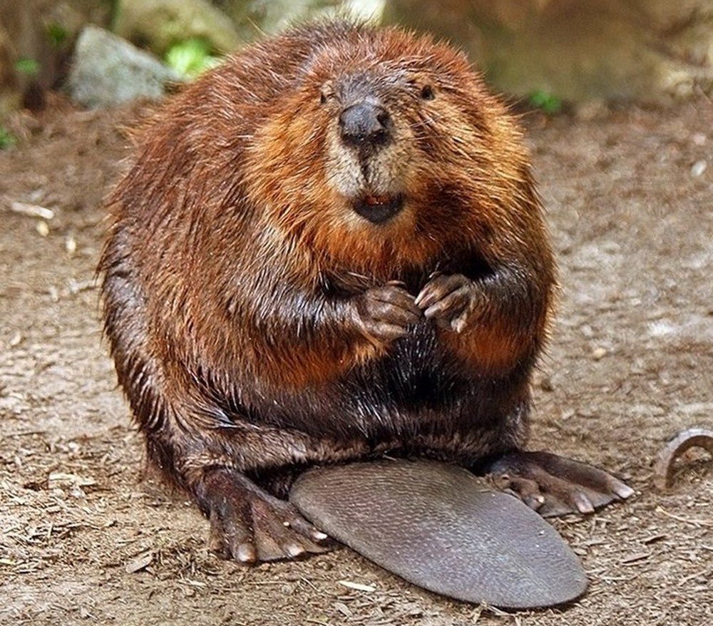 Каков вид ондатры написать