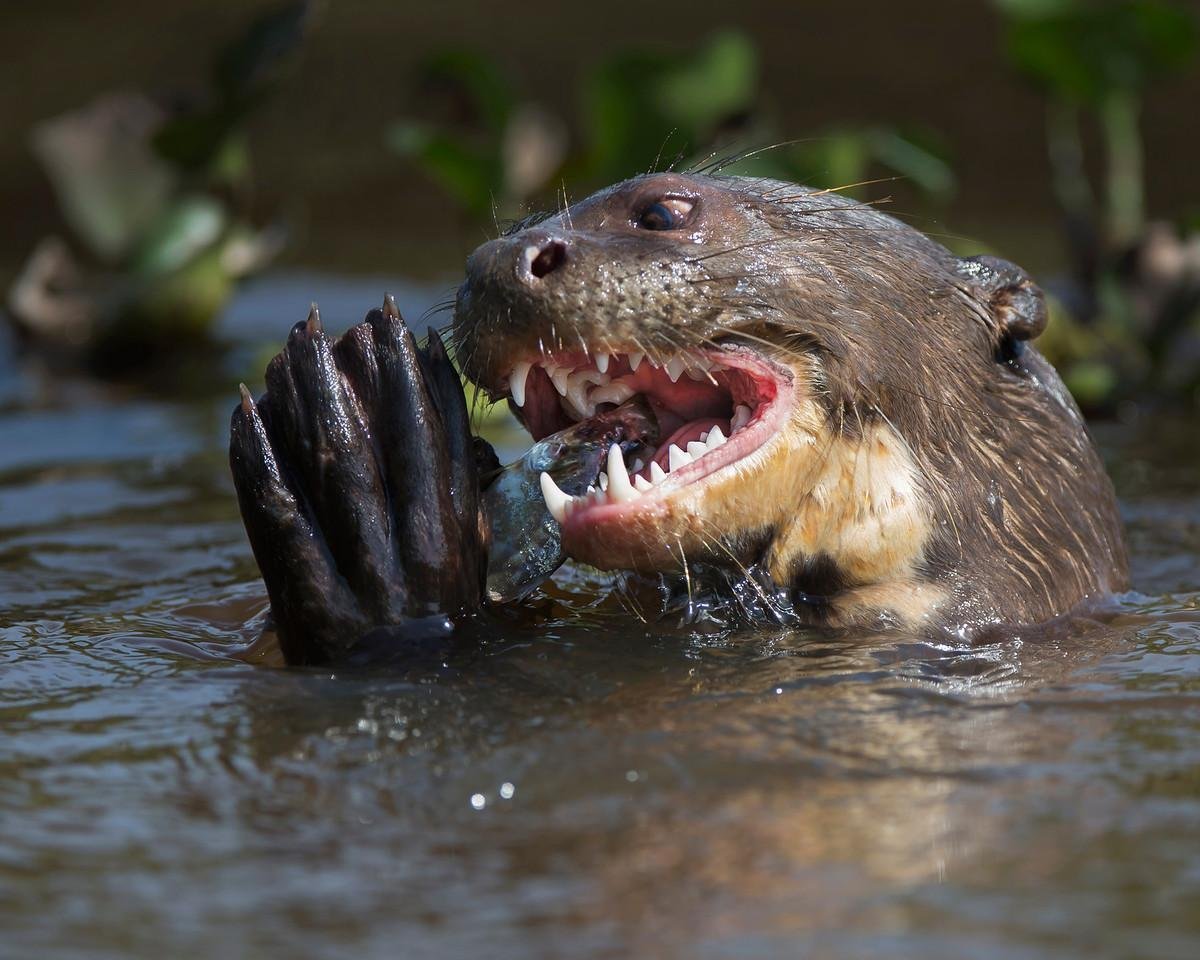 Giant River Otter