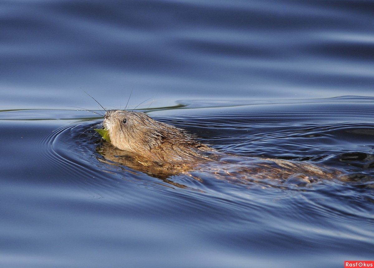 Черный Бобр