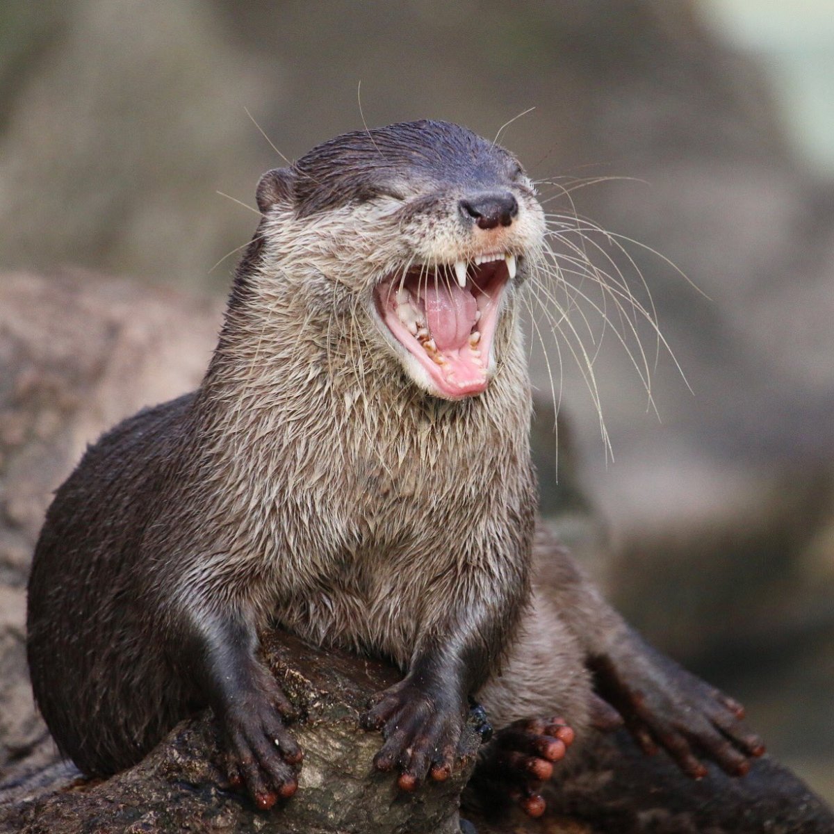 Выдра зубы