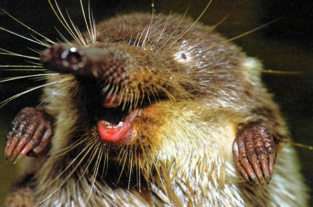 Восточная выдра