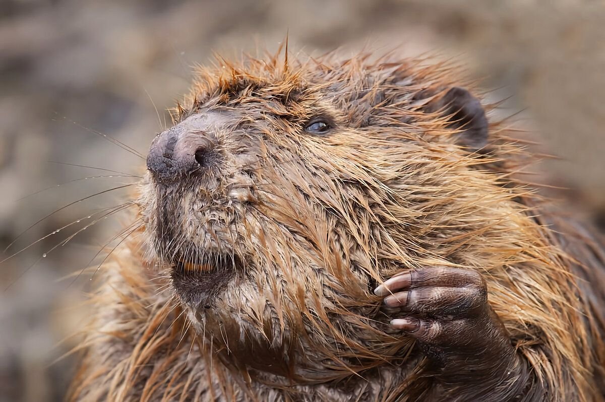 Канадский Бобр (Castor canadensis)