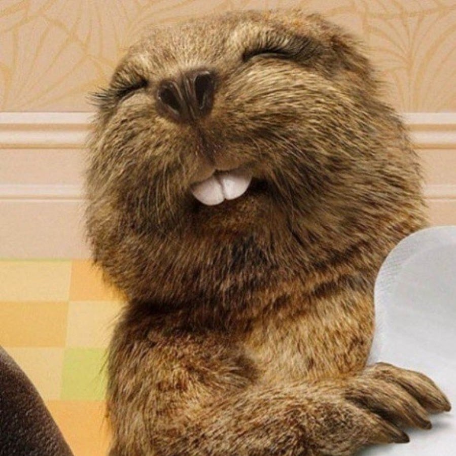 Ондатра лапы