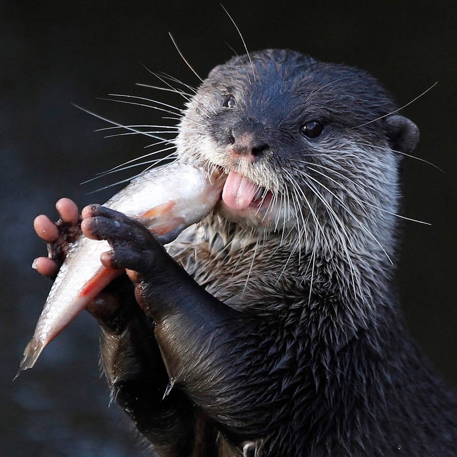 Лекси Аткинс бобры зомби