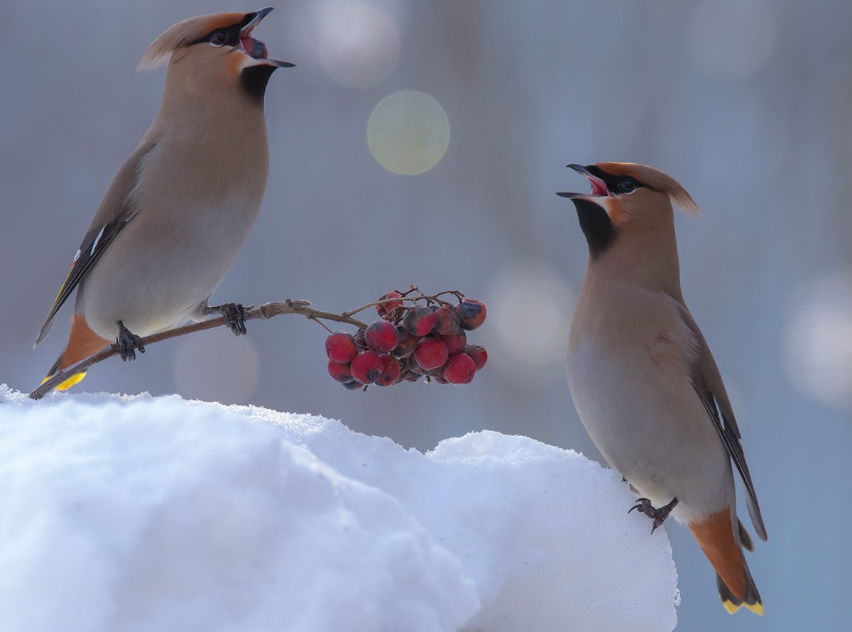 Зимние птицы свиристель