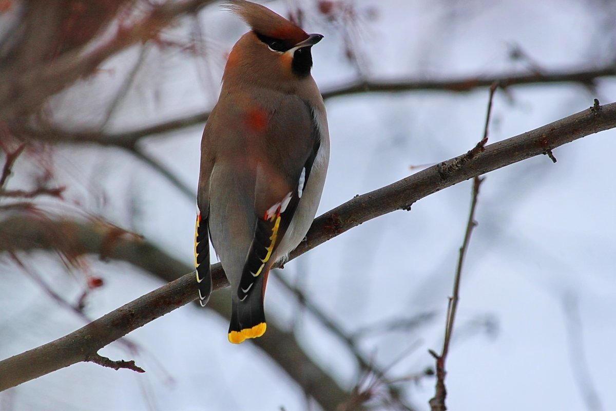 Клест свиристель