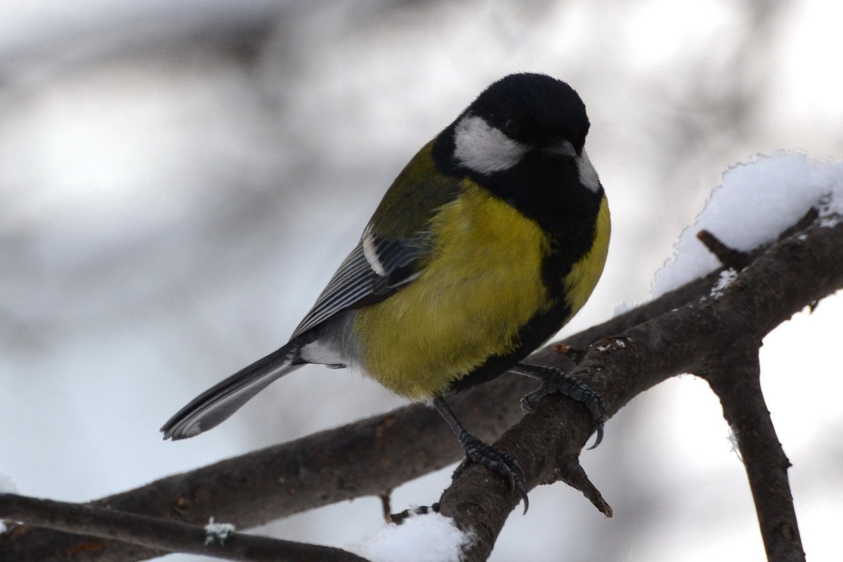 Желтогрудые птички в Сибири