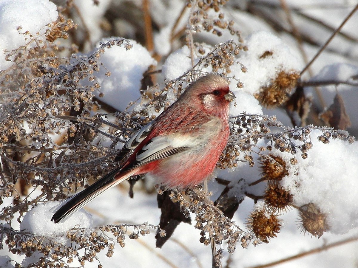 Урагус птица зимой