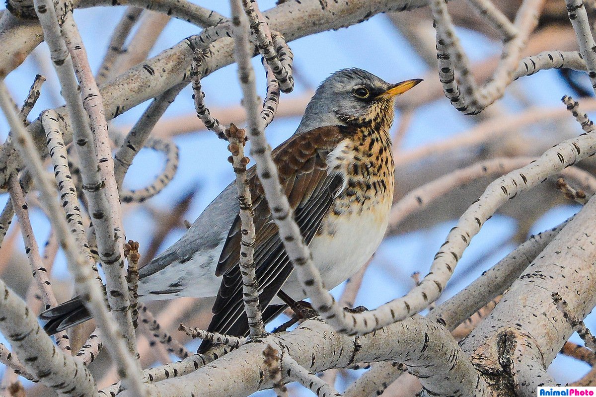 Лесные птицы Самарской