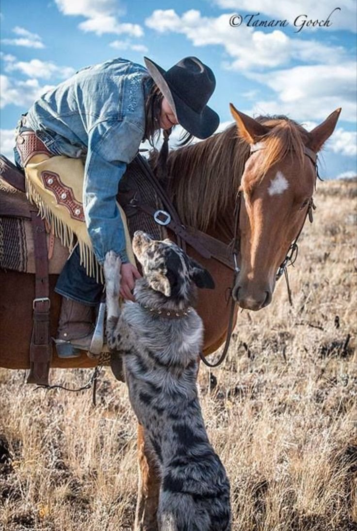 Ранчо ковбой лошадки