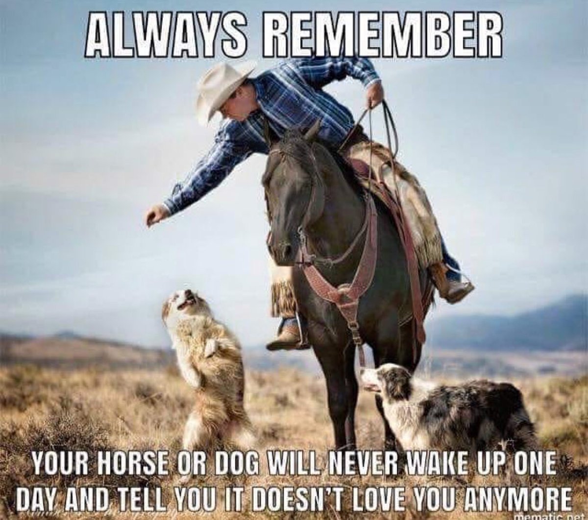 Собака в ковбойском стиле