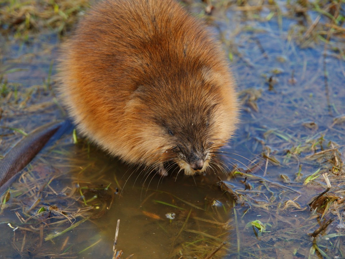 Ондатра хвост