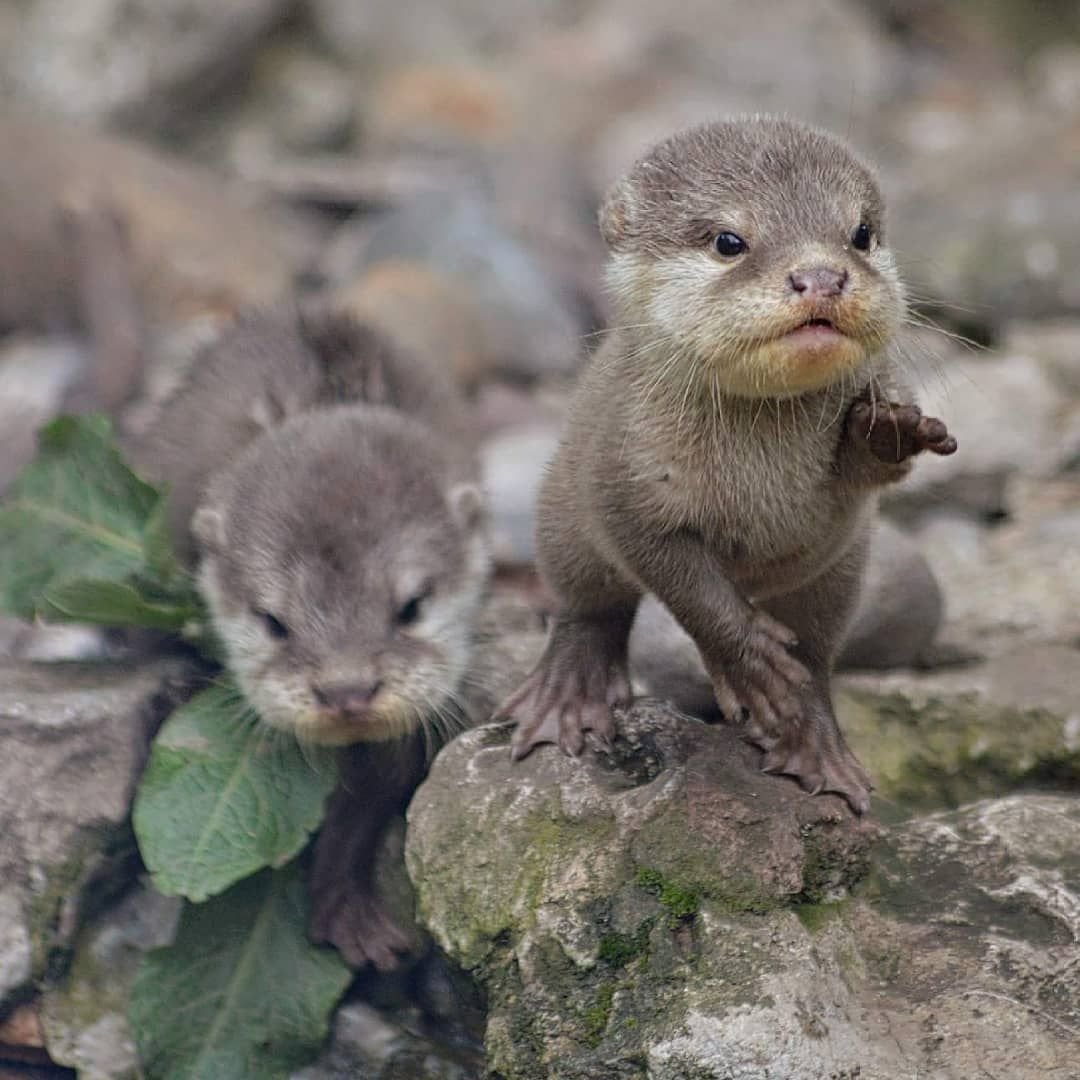 Выдра с детенышем