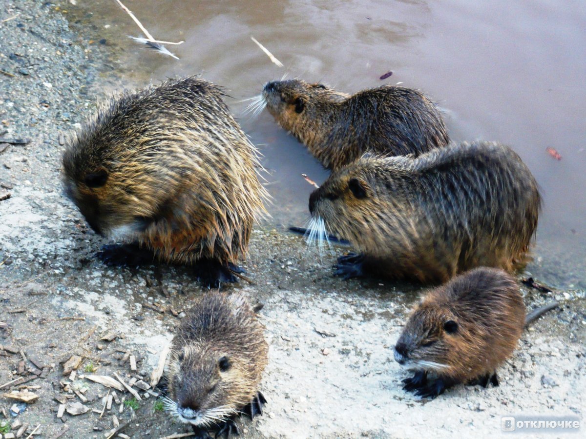 Ондатра Речная детеныш