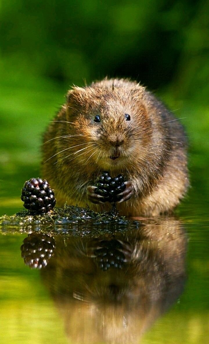 Ондатр милый