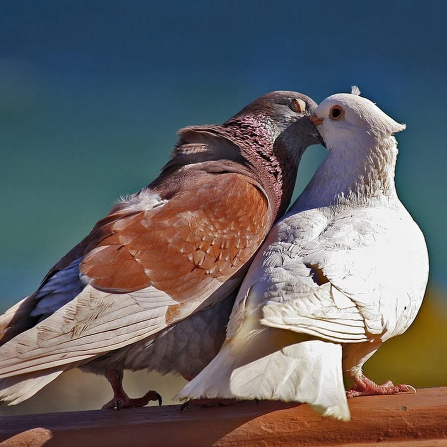 Галка ворона Грач отличия