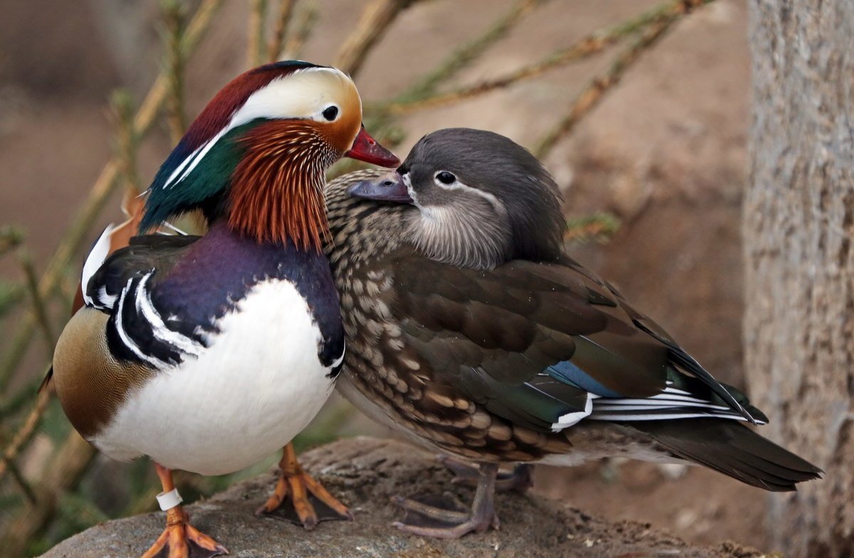 Голуби воркуют