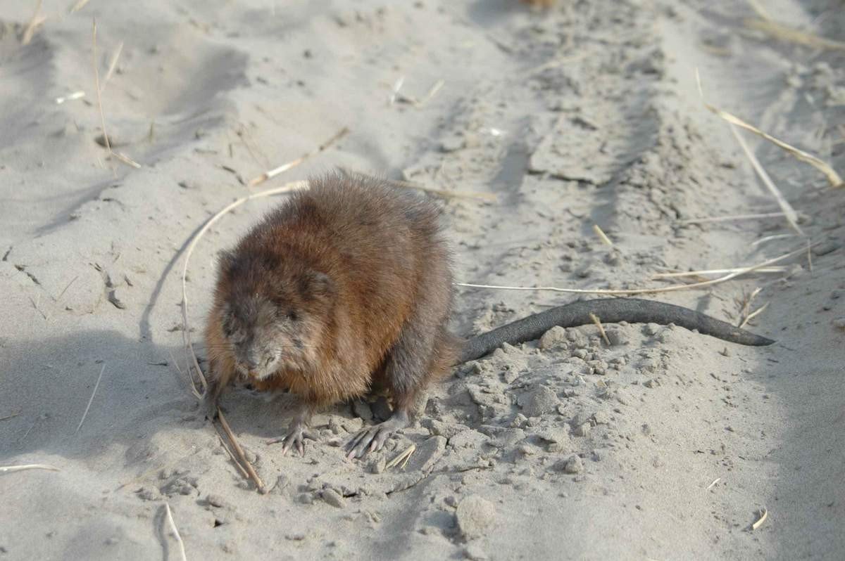 Ондатра хвост