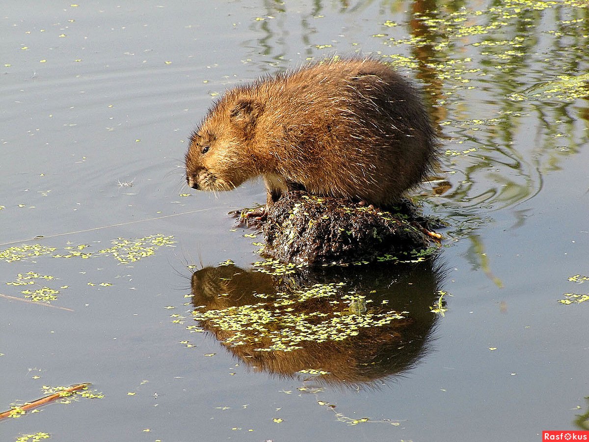 Ондатра детеныш
