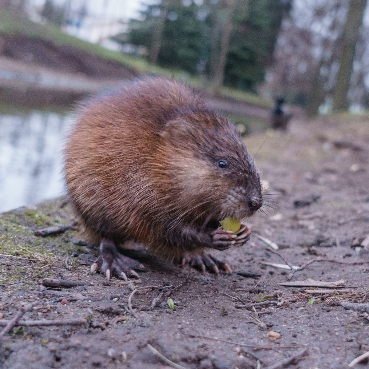 Ондатра мускусная крыса